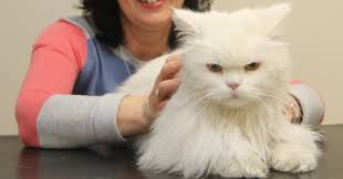 Spaying cats refers to the sterilization of the reproductive features of female cats. Louis Developed A Lump Due To A Cat Fight Pete The Vet