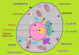 By knowing what organelles animal cells have and their general shapes, you can easily draw an animal cell. Draw A Cell And Label Its Parts Shefalitayal