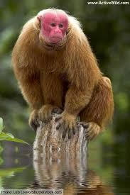 · uakari (a monkey) · unau (a sloth) · urial (a wild sheep) · urchin (a spiny marine creature) · umbrellabird (a . Animals That Start With U List Of Amazing Animals Beginning With U