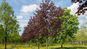 Place your tree in the planting hole, keeping the top of the root ball. Acer Platanoides Crimson Sentry Treeebb Online Tree Finding Tool Ebben Nurseries