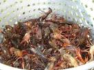 Best live crawfish