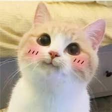 Iki Kedi Arasindaki Fark Ne Ben Anlamadim M00d Mood T Hayvan Evcil Hayvanlar Komik Hayvan