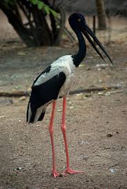 Black Bird With Blue Neck Black Necked Stork Wikipedia Aves Asiatico Americano Ranas