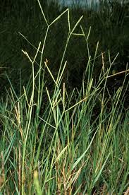 Image result for Paspalum vaginatum