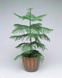 What To Do Now With Your Norfolk Island Pine Christmas Tree Pine Christmas Tree Live Christmas Trees Norfolk Pine