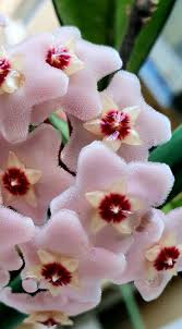 Image result for hoya plant flower