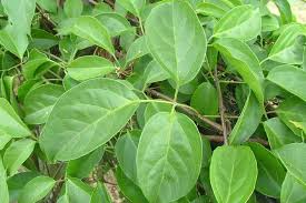 Image result for Pyrostegia