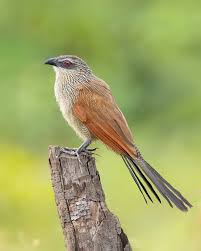 Image result for Oliverella hildebrandtii