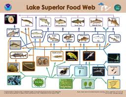Find this pin and more on the living worldby ap environmental science. Energy Flow Ecology Wikipedia
