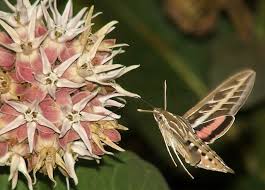 They are usually of a rich reddish brown color, at least in part. Hummingbird Moth Facts Images Species Info Hummingbirds Plus