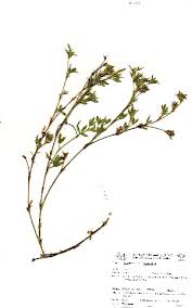 Image result for Stylosanthes fruticosa