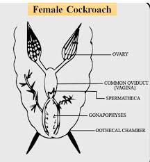 What Is The Position Of Ovaries In Cockroaches Class 11 Biology Cbse