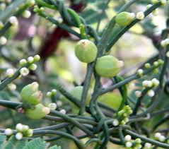 Image result for Cassytha