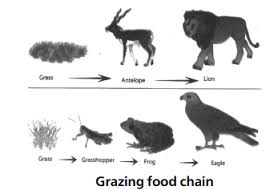 That is, it is not restricted to a single type of habitat. Describe Different Types Of Food Chains That Exist In An Ecosystem Sarthaks Econnect Largest Online Education Community