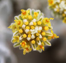 Image result for Cressa cretica