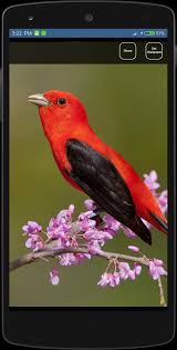 Bird Wallpapers Hd For Android Apk Download Explore birds desktop wallpaper on wallpapersafari | find more items about spring bird desktop wallpaper, free winter birds the great collection of birds desktop wallpaper for desktop, laptop and mobiles. bird wallpapers hd for android apk