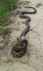 @ularsawahbelang nie wysłał/a jeszcze żadnych tweetów. Sarawak Aritok Kejadian Ular Sawa Vs Ular Cobra Di Long Facebook