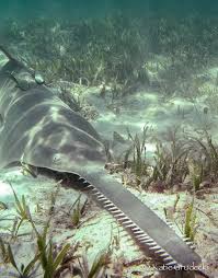 Saw Shark Ocean Creatures Sea And Ocean Ocean Animals
