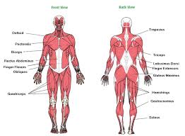Smooth muscles — sometimes also called involuntary muscles — are usually in sheets, or layers, with one layer of muscle behind the other. Image Result For Major Muscles Of The Body Worksheet Muscle Body Muscle Diagram Human Body Muscles