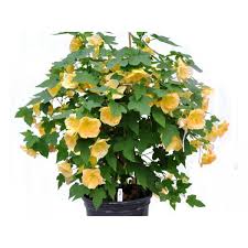 Image result for Abutilon grantii