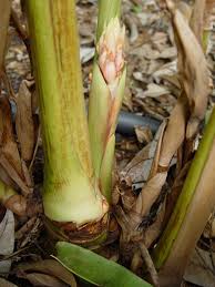 Image result for Renealmia africana