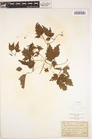 Image result for Clematis hirsuta