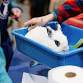 Washington RHDV2 Vaccine Event 1 dose booster and dose 2 of 2 dose series (pre-registration required) — Rabbit Advocates