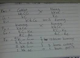 Sifat warna ungu dan buahnya manis merupakan contoh â€¦ *. Sifat Warna Buah Dikendalikan Oleh Dua Pasang Alel Dari Lokus Yang Berbeda Yaitu Kuning K Dan Brainly Co Id