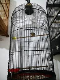 Jenggot mini / ciung air jawa adalah spesies burung dari keluarga timaliidae, dari genus macronous. Terjual Burung Jenggot Mini Atau Yuhina Ngriwik Kaskus