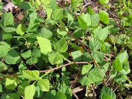 Image result for Rhynchosia