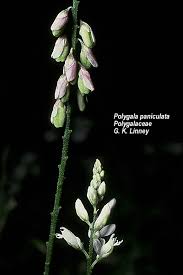 Image result for Carpolobia goetzei