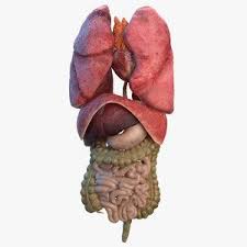 Pin On Organs