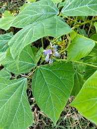 Image result for Calopogonium mucunoides