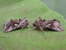 Image result for Syngrapha interrogationis