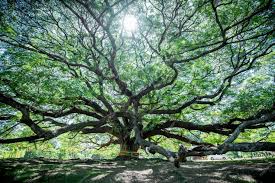 Image result for Samanea saman