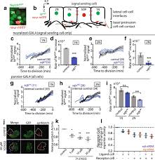 While passaging the cells, it is also. A Role For Actomyosin Contractility In Notch Signaling Bmc Biology Full Text