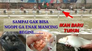Maybe you would like to learn more about one of these? Umpan Ikan Mas Besar Hobi Mancing