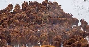 Cattle Drive Cattle Ranching Cattle Dude Ranch