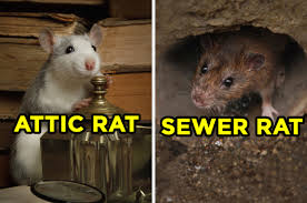 Buzzfeed staff, canada keep up with the latest daily buzz with the buzzfeed daily newsletter! Sewer Rat Or Attic Rat Quiz