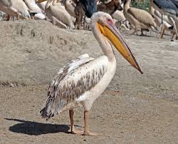 There are eight species of pelicans. Great White Pelican Wikipedia