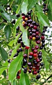 With domestic plums and cherries now readily available, prunus cerasifera have been classified as an ornamental, although many people still appreciate the fruit they do. 2 Live Plants Wild Black Cherry Trees Prunus Serotina Edible Fruit Buy Online In Bosnia And Herzegovina At Bosnia Desertcart Com Productid 119455523