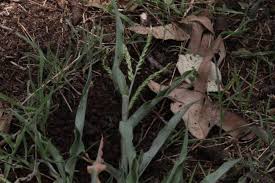 Image result for Urochloa panicoides
