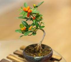 .dwarf orange tree bonsai garden kumquat tangerine citrus new. Bonsai Fashion Trends In Japan Kumquat Tree Mini Bonsai Bonsai
