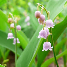 Pin On Gardening Ideas