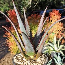 Image result for Aloe wildii