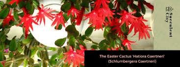 Image result for Gaertnera