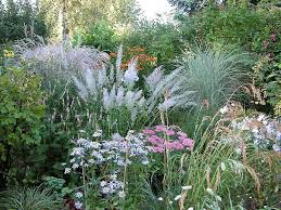 Sandfrauchen Ziergraser In Meinem Garten Garten Gras Gartenparadies