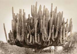 Aunque no se ha estudiado adecuadamente en humanos, el nopal puede. El Cactus Una Planta Mexicana Con Fabulosas Variedades Mexico Desconocido