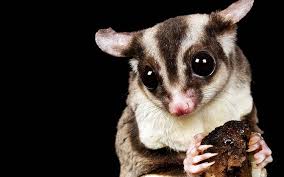 Amazon.Com : Yuyuso Sugar Glider Bonding Scarf Bonding Pouch Travel Sling  Carrier Bag With 4 Air Holes For Pet Glider : Pet Supplies