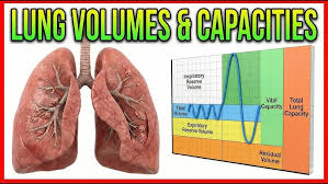 Image result for Vital Capacity